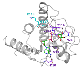 Ribbon diagram of a target protein structure with key ligand-binding residues labeled